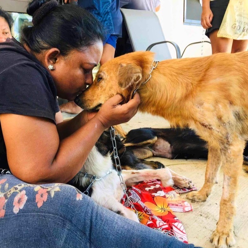 Fiji Street Dog Donating